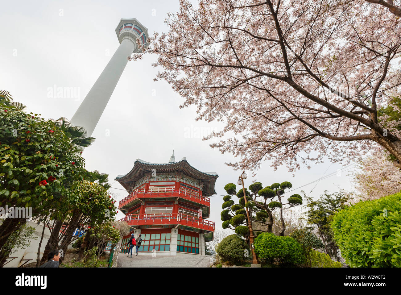 Busan, APR 2: Beautiful cherry tree blossom in Geumgang Park on APR 2, 2014 at Busan, South Korea Stock Photo