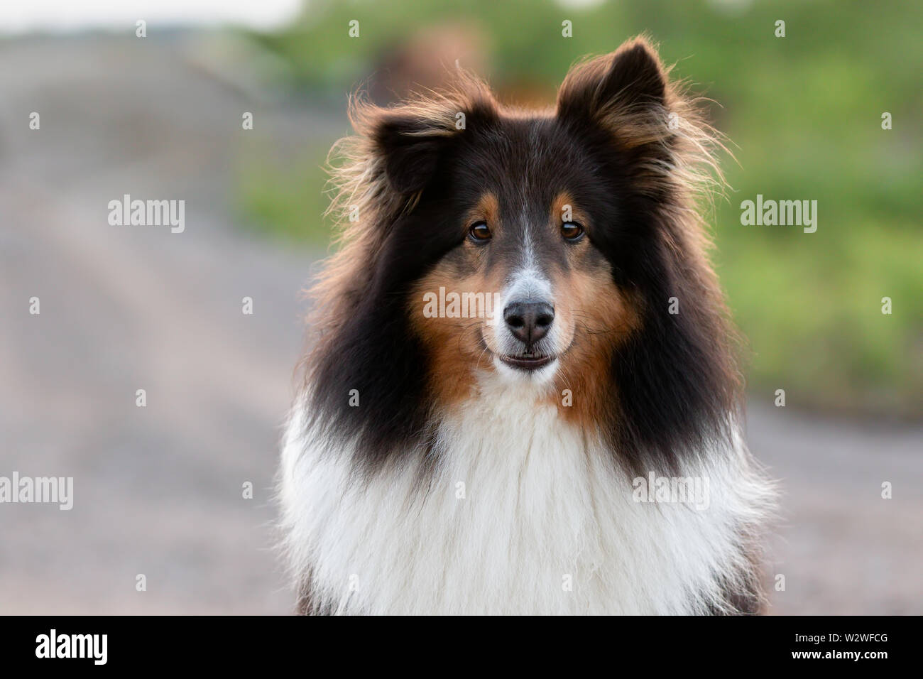 summer garden shelties