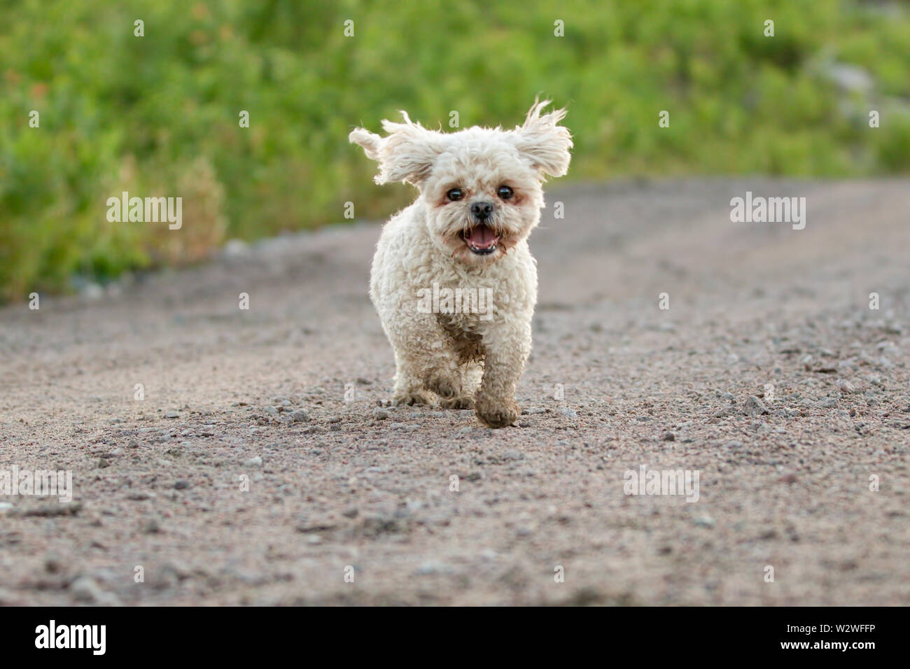 Bichon Frise Shih Tzu Mix Running Outside in Summer Stock Photo - Alamy