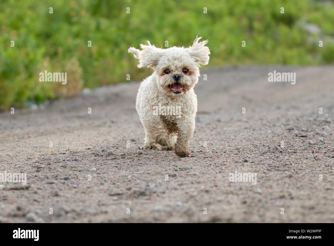 shih tzu mix bichon frise