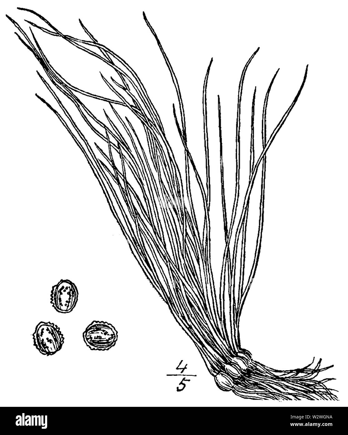 Isoetes × eatonii BB-1913-2 Stock Photo
