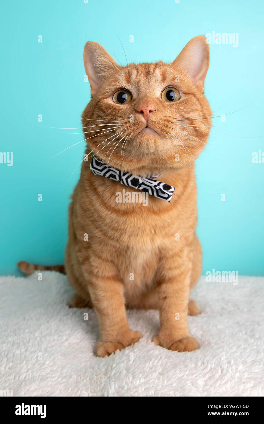 orange cat bow tie