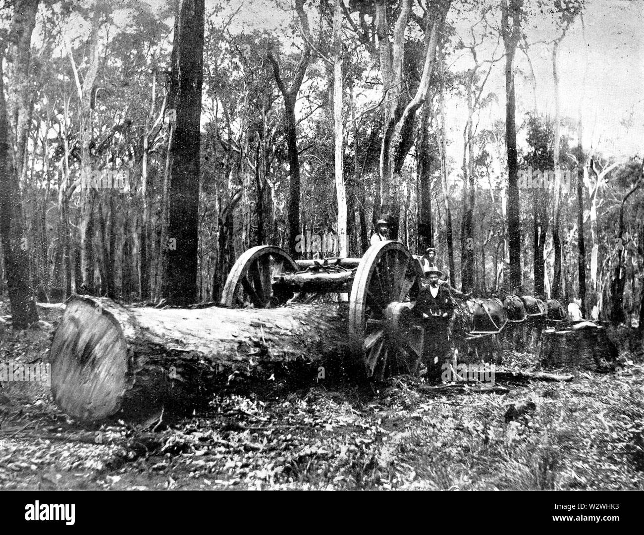 Jarrah Black and White Stock Photos & Images Alamy