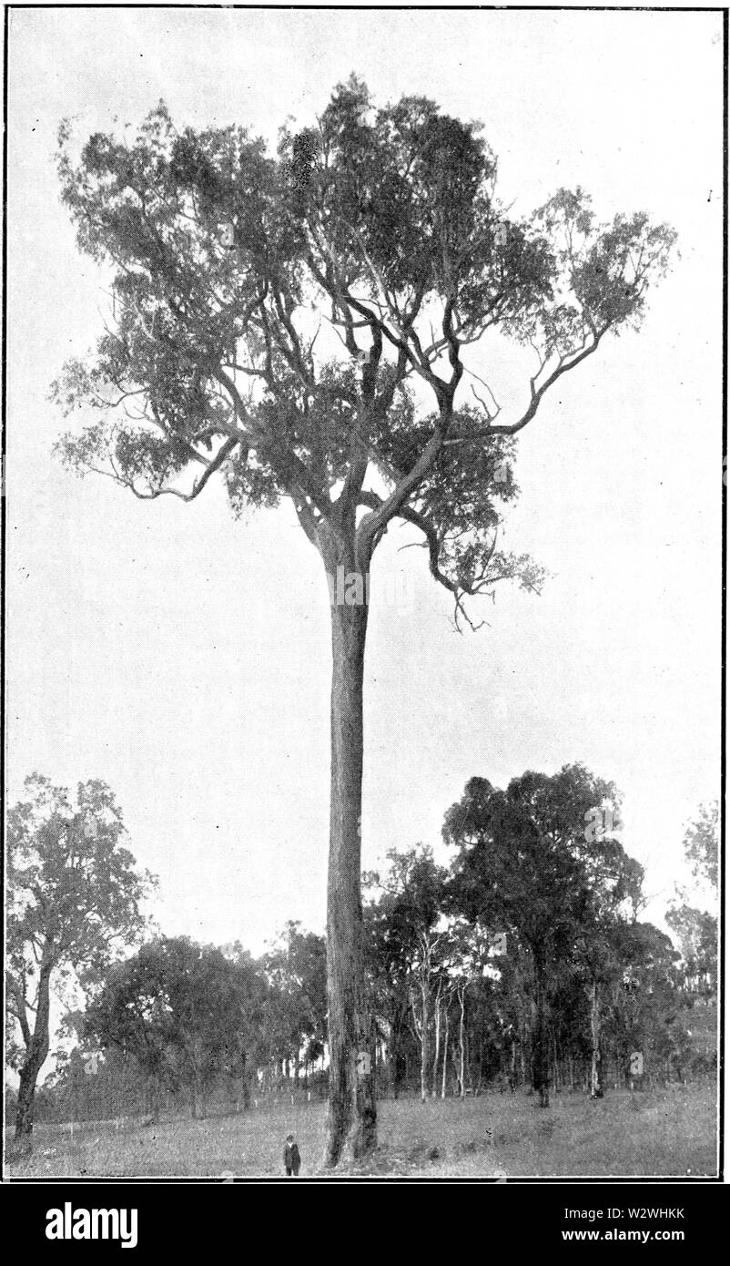 Jarrah Black and White Stock Photos & Images Alamy