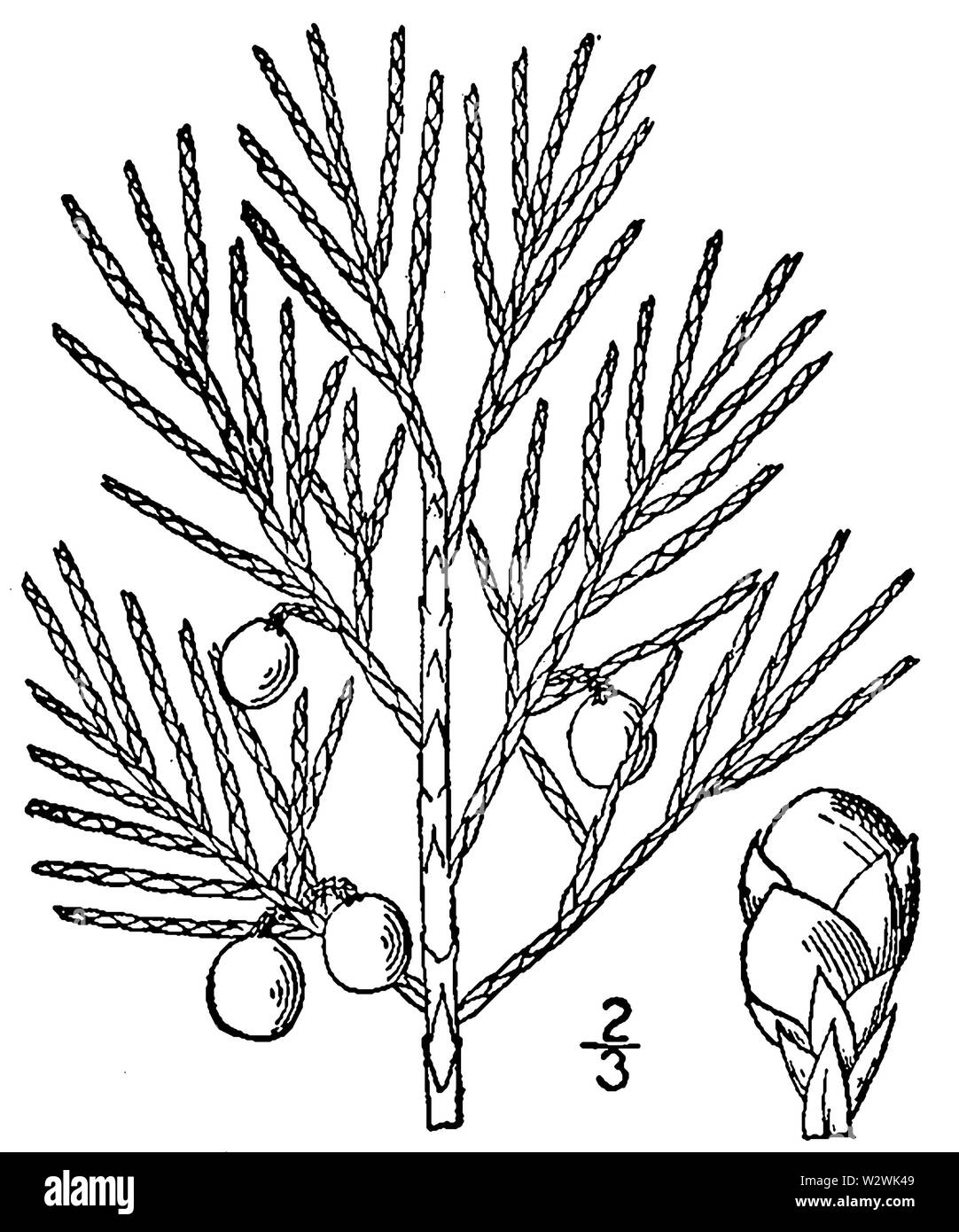 Juniperus horizontalis Stock Photo