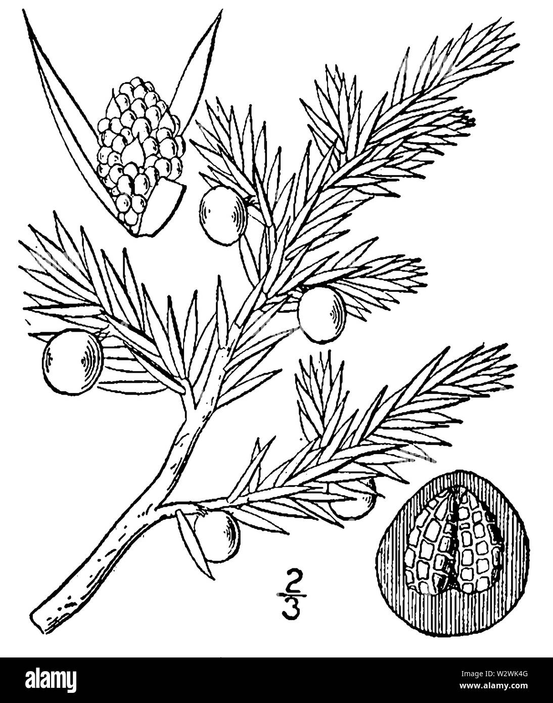 Juniperus communis montana Stock Photo