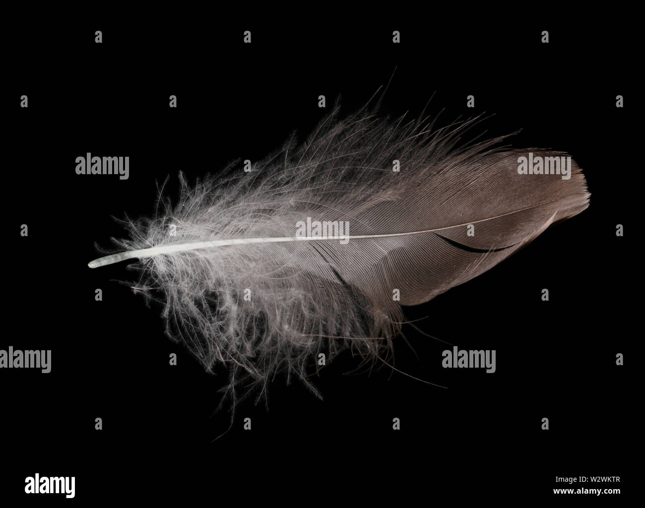 beautiful feather on black background Stock Photo - Alamy