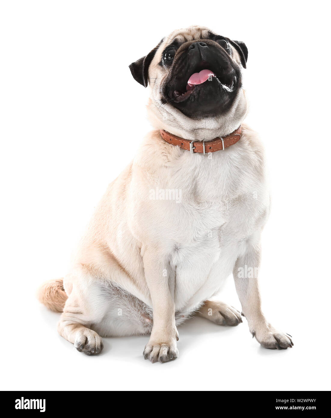 Cute pug dog on white background Stock Photo - Alamy