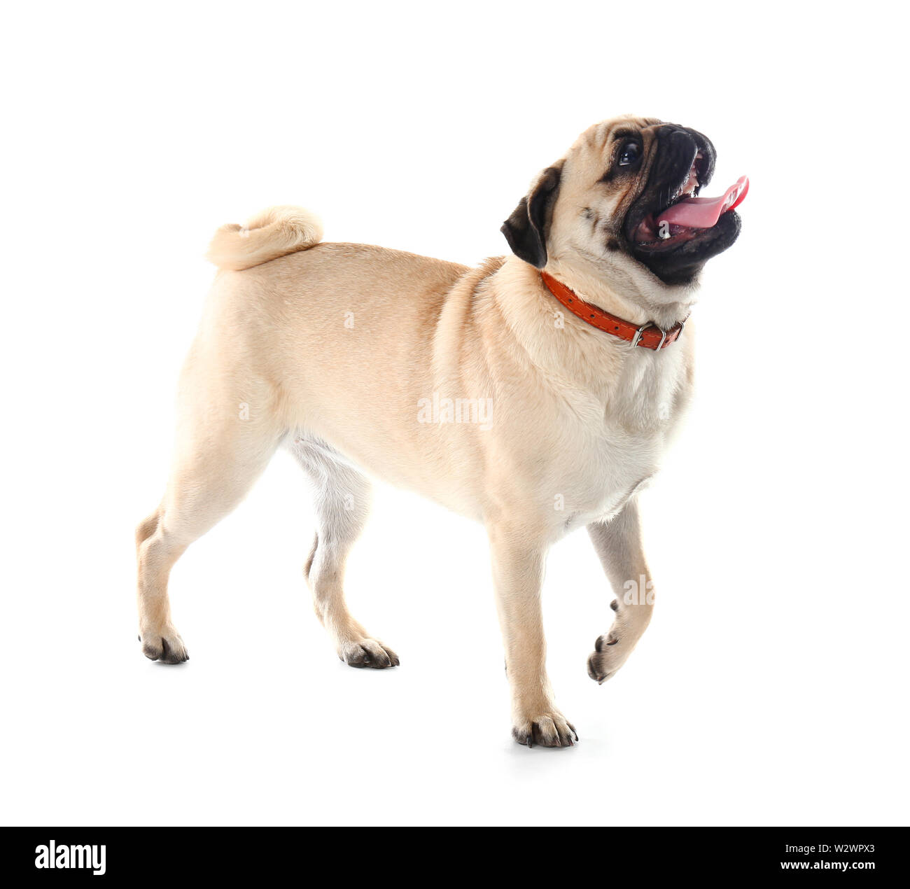 Cute pug dog on white background Stock Photo - Alamy