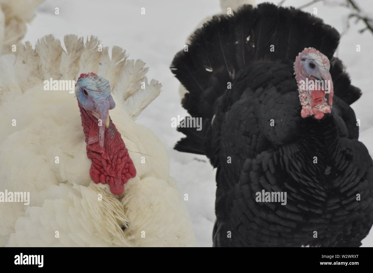 White turkey with red coral. Nervous and aggressive bird Stock Photo