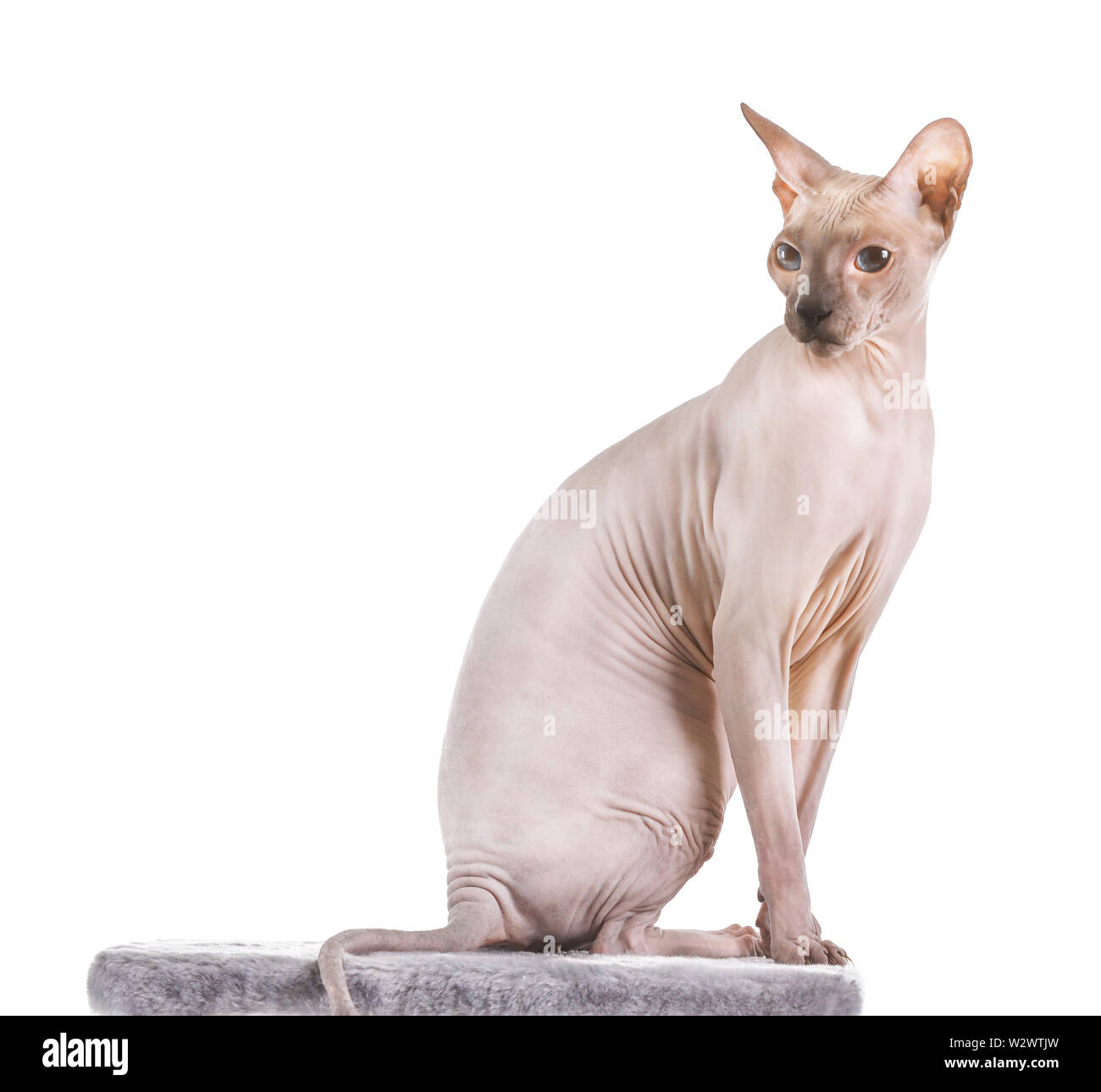 Funny Sphynx cat on white background Stock Photo