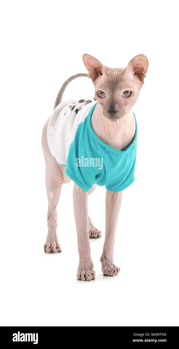 Funny Sphynx cat on white background Stock Photo