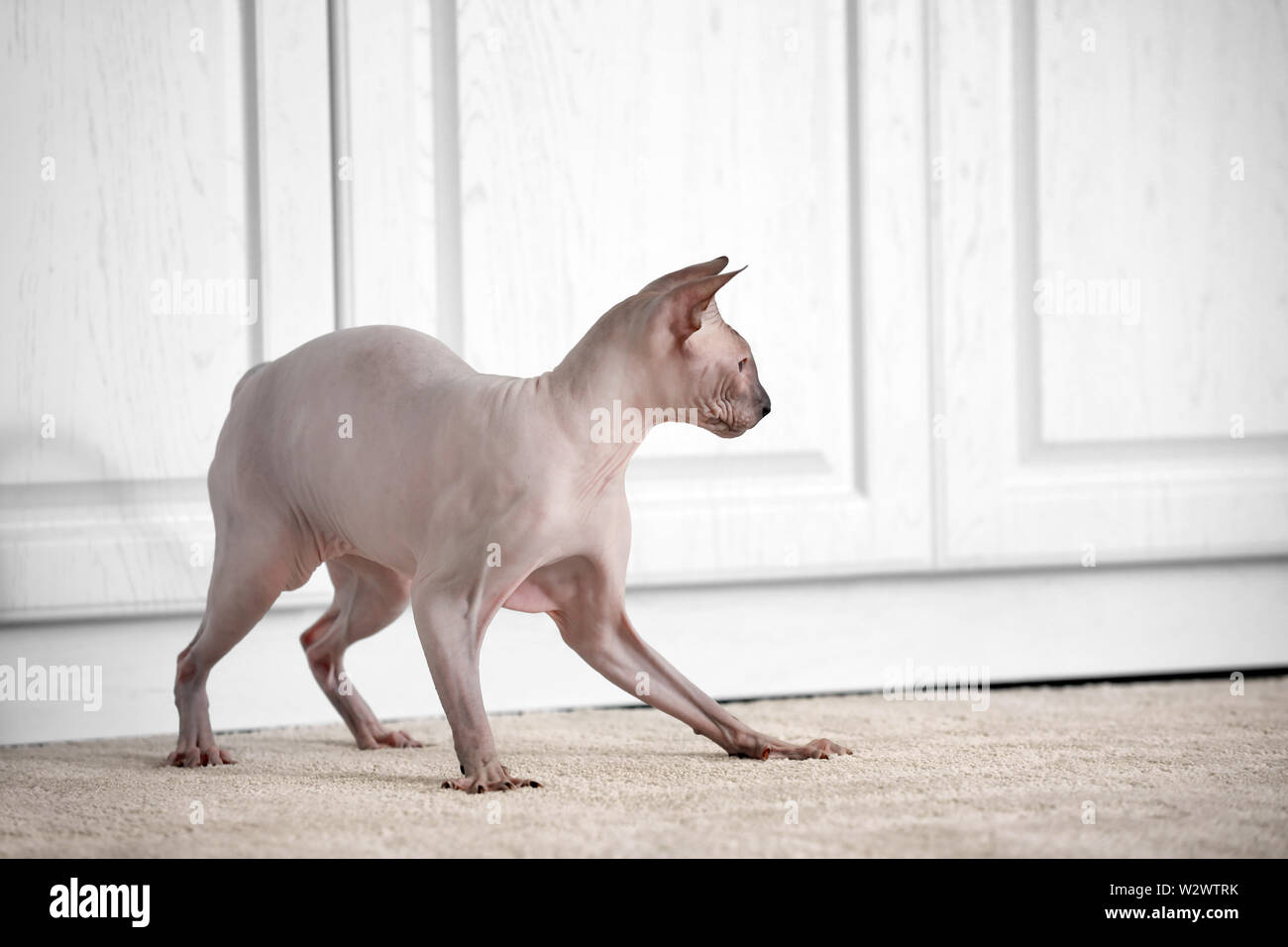 Funny playful Sphynx cat at home Stock Photo - Alamy
