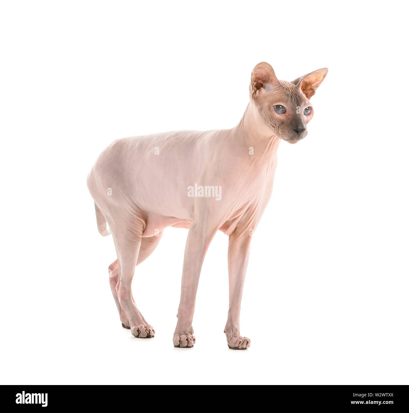 Funny Sphynx cat on white background Stock Photo - Alamy