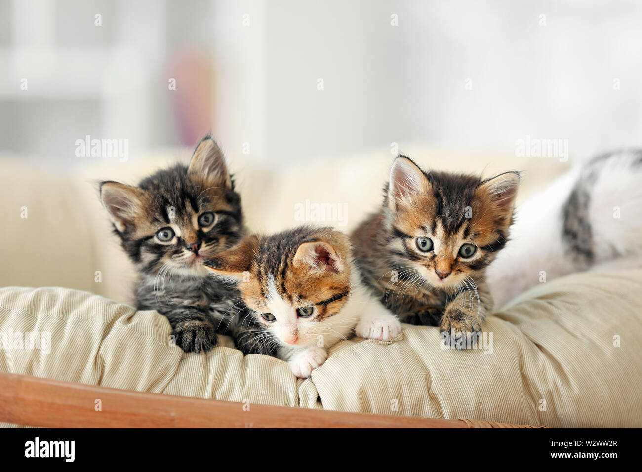 Cute funny kittens at home Stock Photo - Alamy