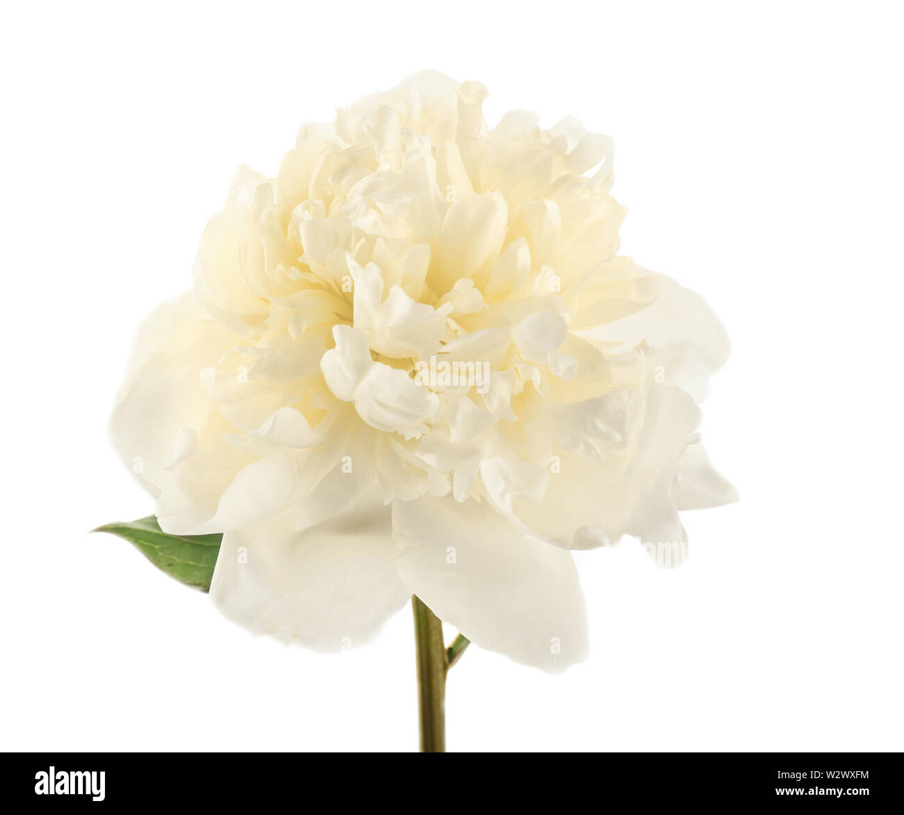 Beautiful fresh peony flower on white background Stock Photo - Alamy