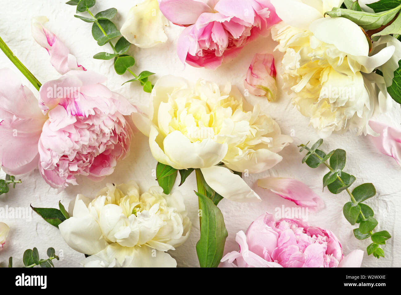 Beautiful peony flowers on white background Stock Photo - Alamy