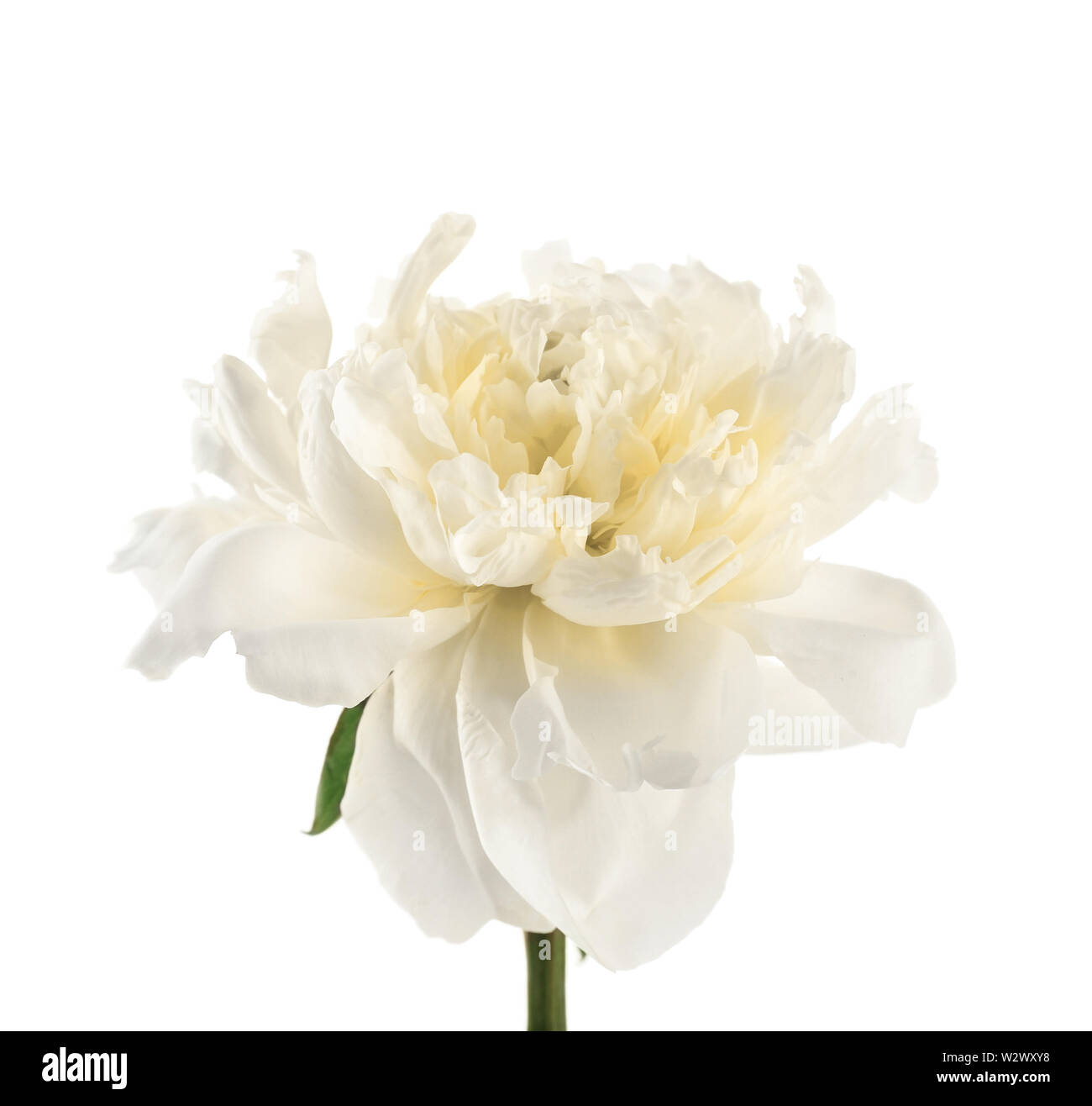 Beautiful fresh peony flower on white background Stock Photo - Alamy