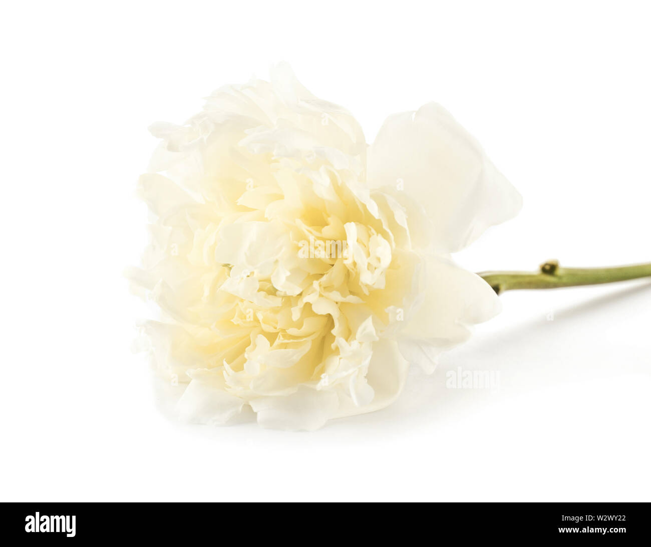Beautiful fresh peony flower on white background Stock Photo - Alamy