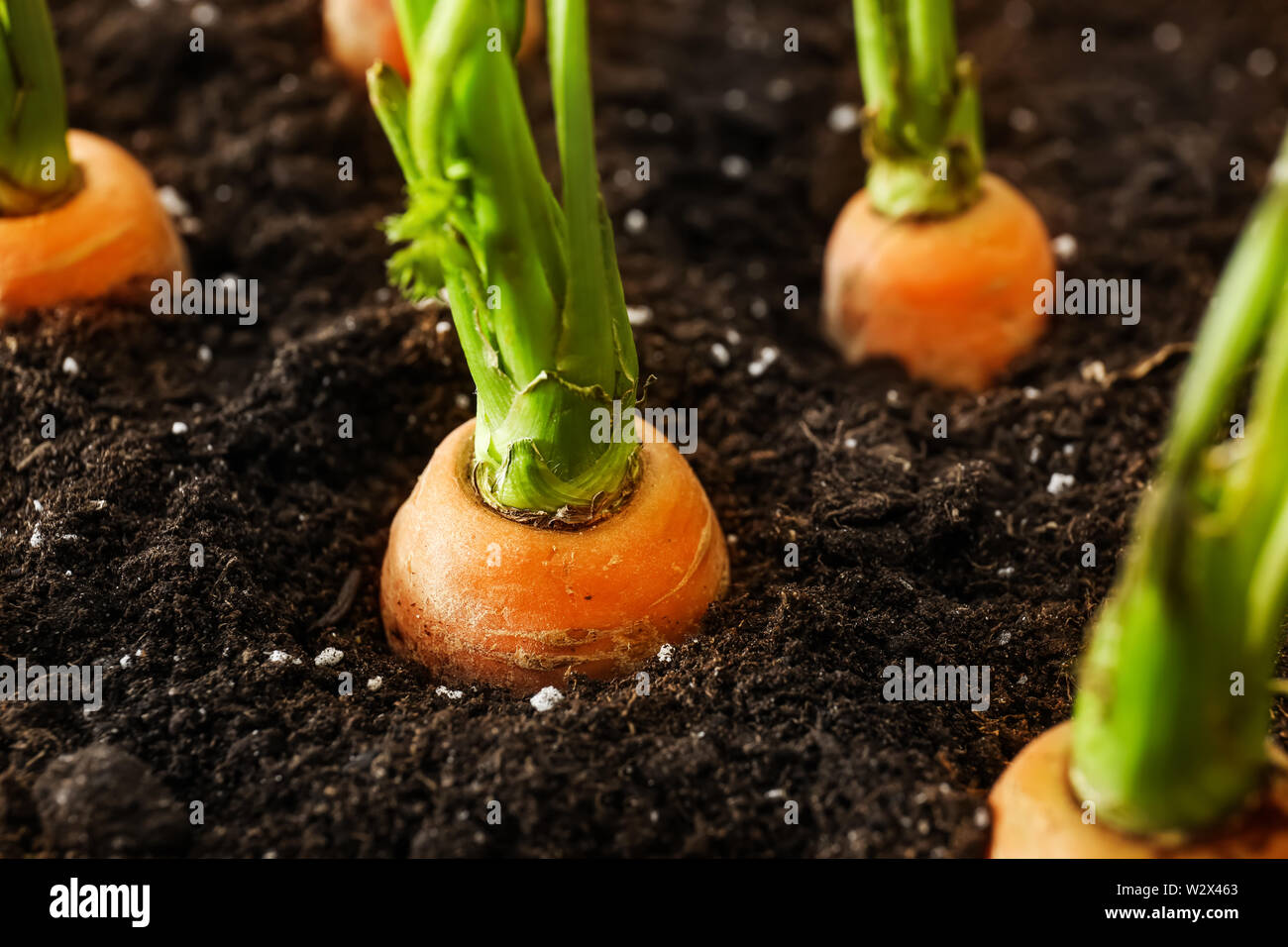 Growing carrots in soil, closeup Stock Photo Alamy