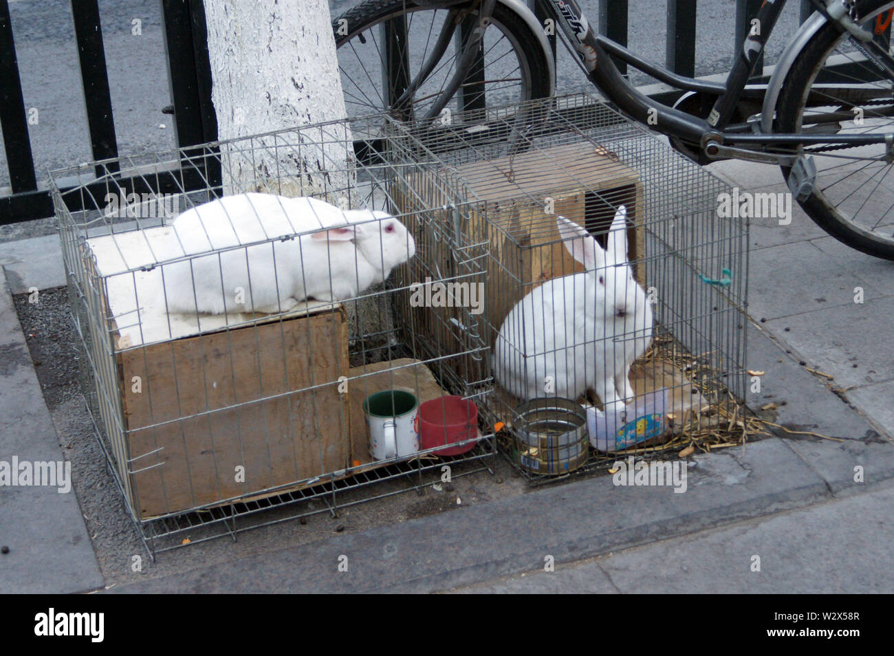 Rabbits In Cages Stock Photo Alamy