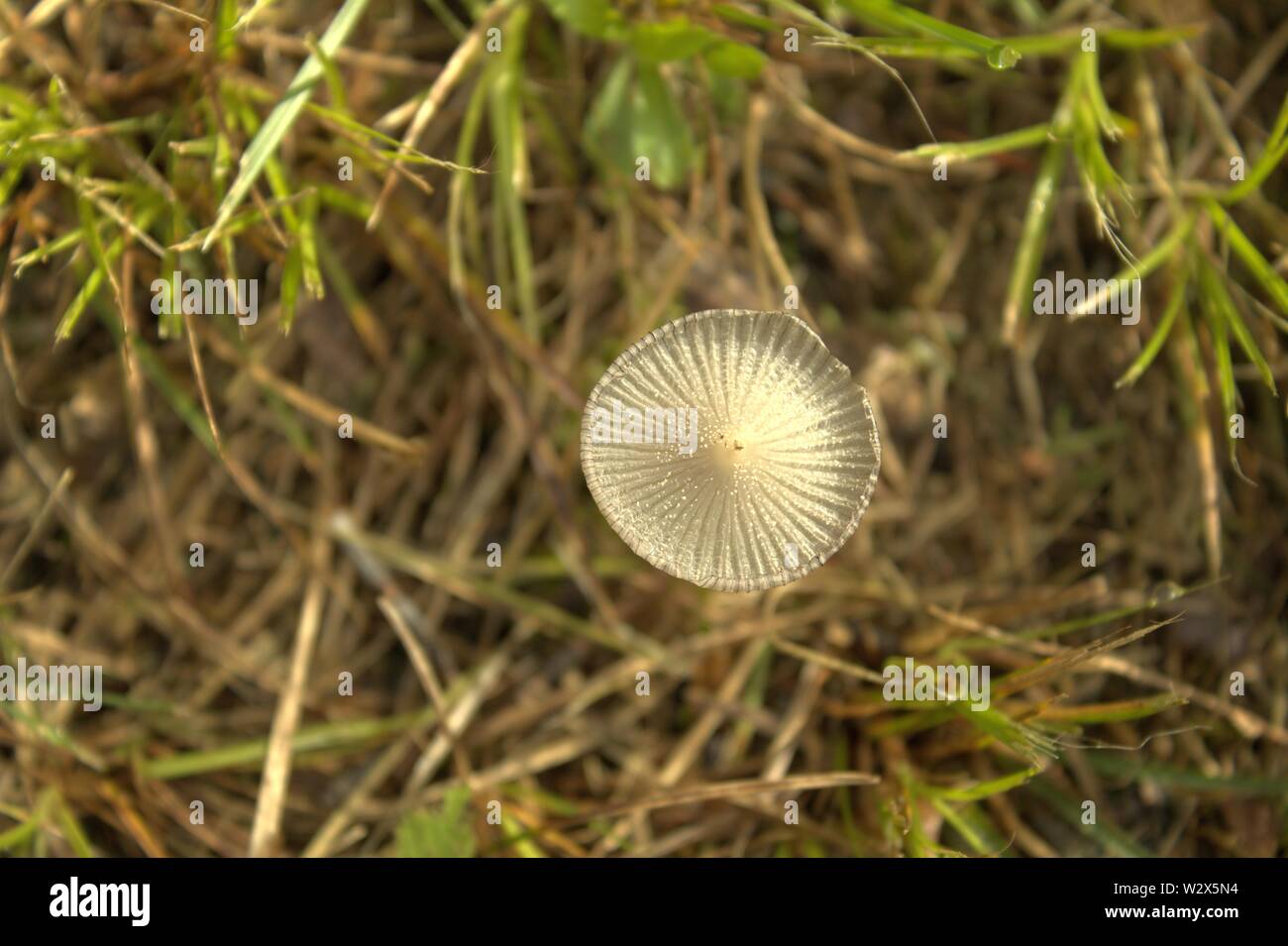 A Small Mushroom In Grass Stock Photo