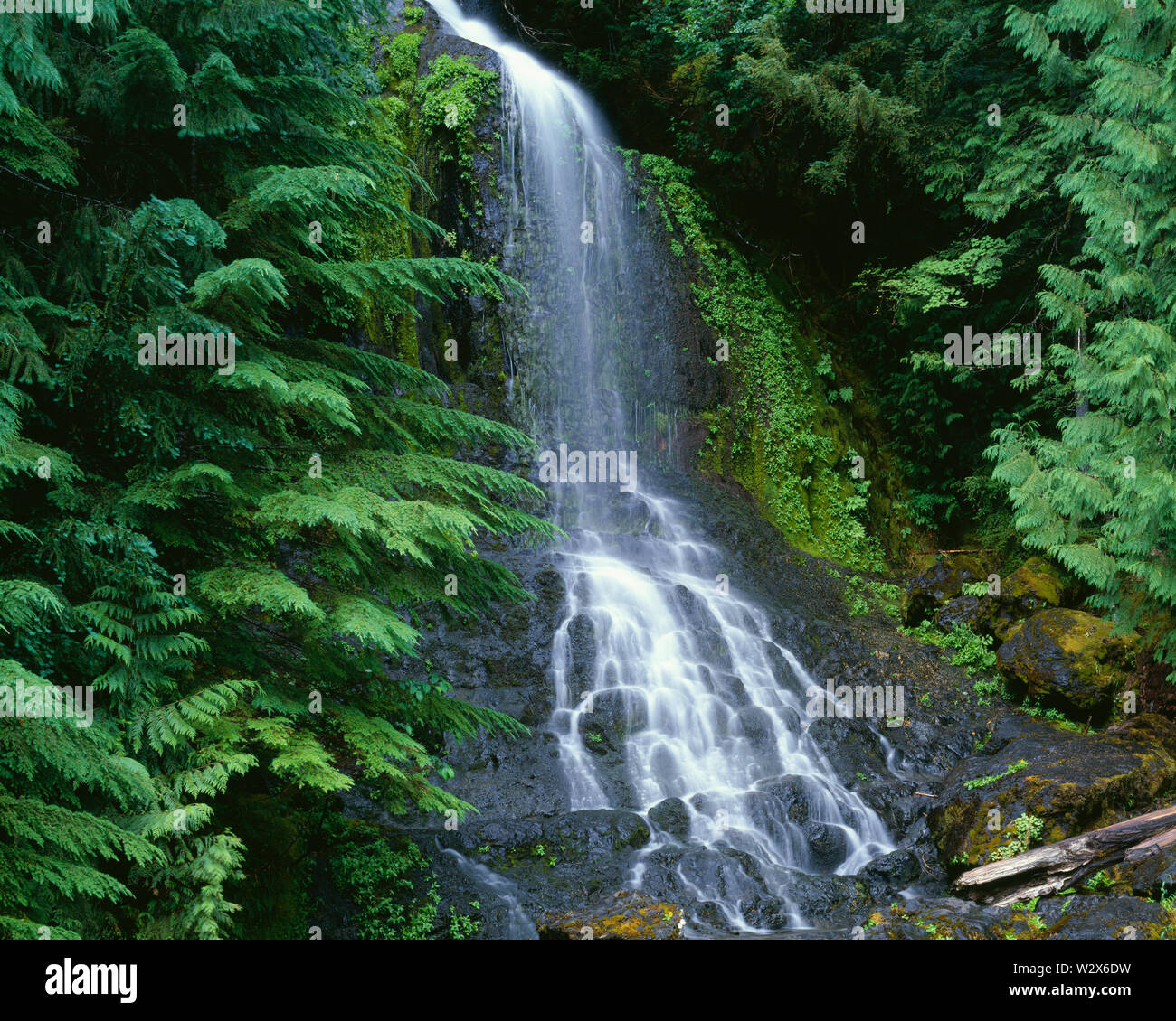 USA, Washington, Mt. Rainier National Park, Fall Creek Falls is surrounded by western hemlock and western red cedar. Stock Photo