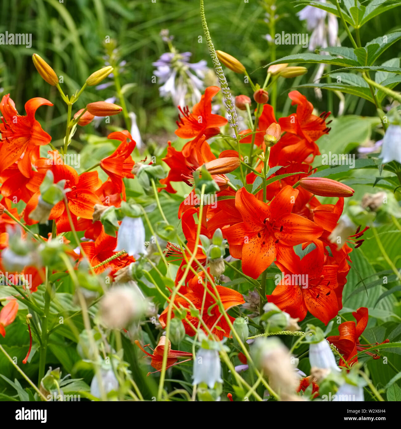 die Blume Lilium davidii Elwes - the flower Lilium davidii Elwes Stock Photo
