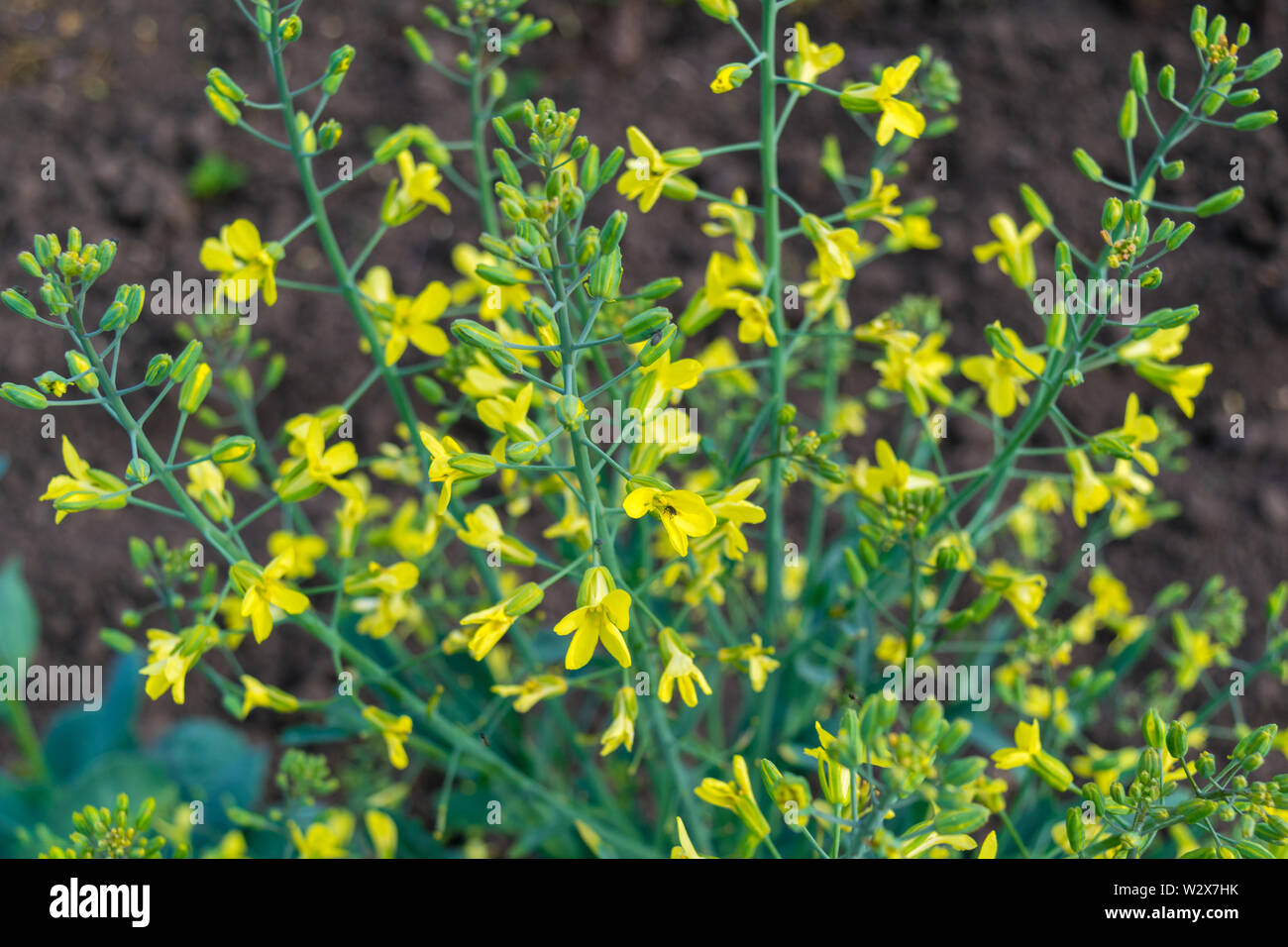common vegetable cabbage inflorescence yellow flowers Stock Photo Alamy