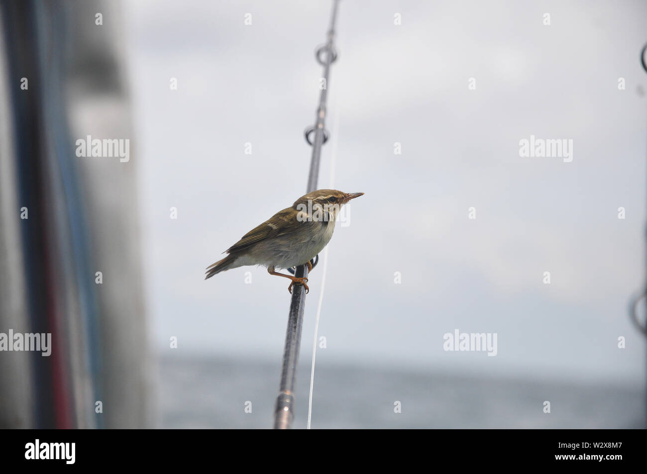 The Brown-flanked bush warbler (Horornis fortipes) resting on a fishing rod on a boat -  Image Stock Photo