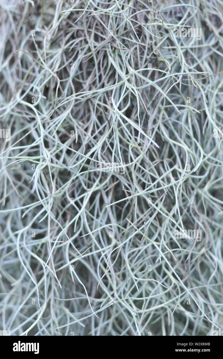 Closeup of Spanish Moss, Grandpas Beard (Tillandsia usneoides) – Image Stock Photo