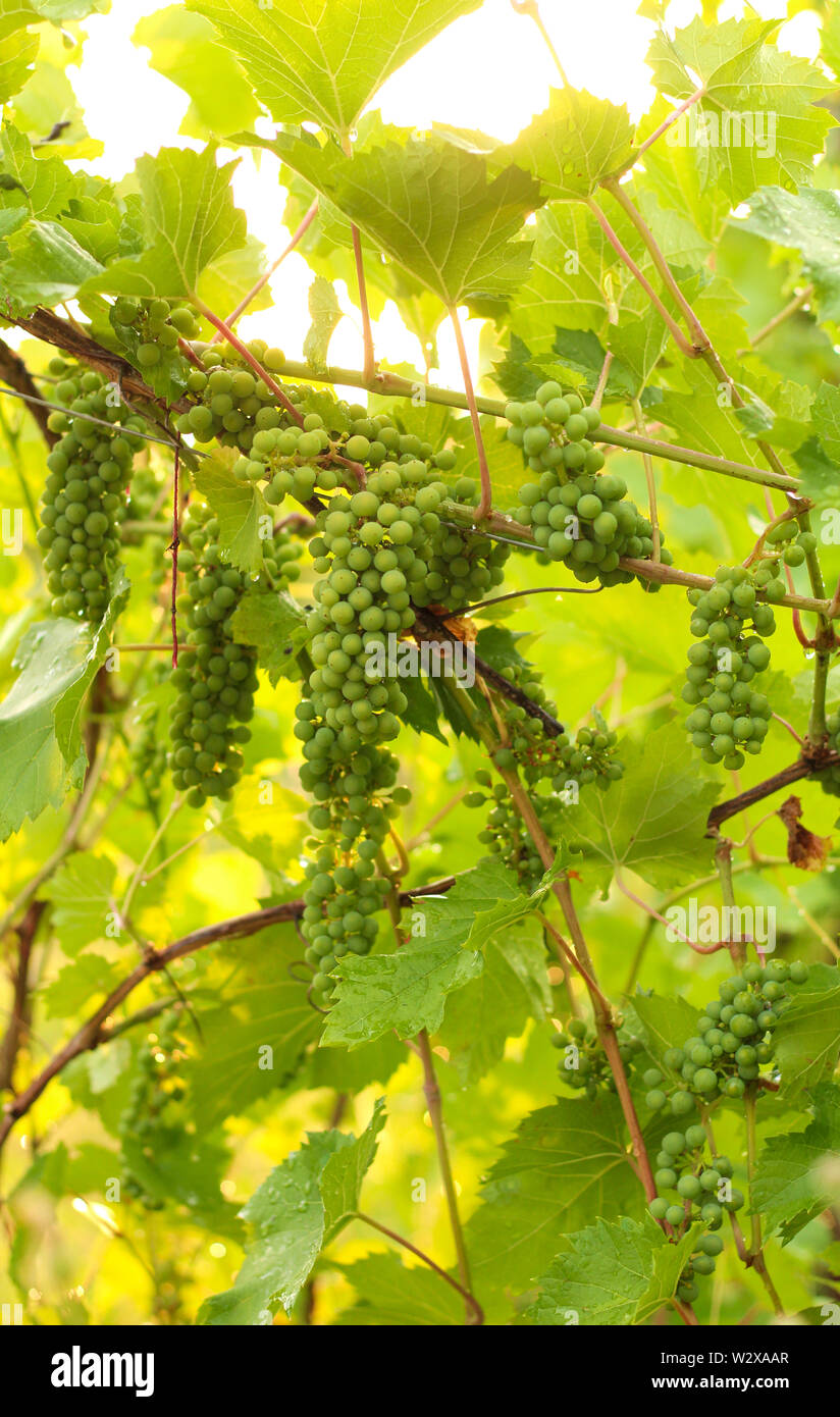 Growing grape in vineyard in the sunlight. Clusters of unripe grape close-up. Stock Photo