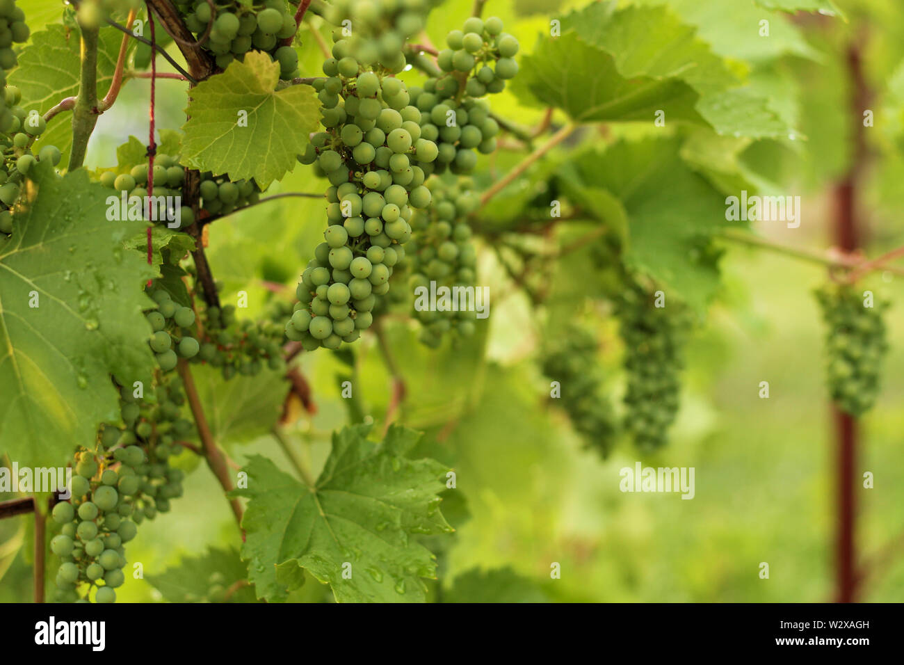 Growing grape in vineyard in the sunlight. Clusters of unripe grape close-up. Stock Photo