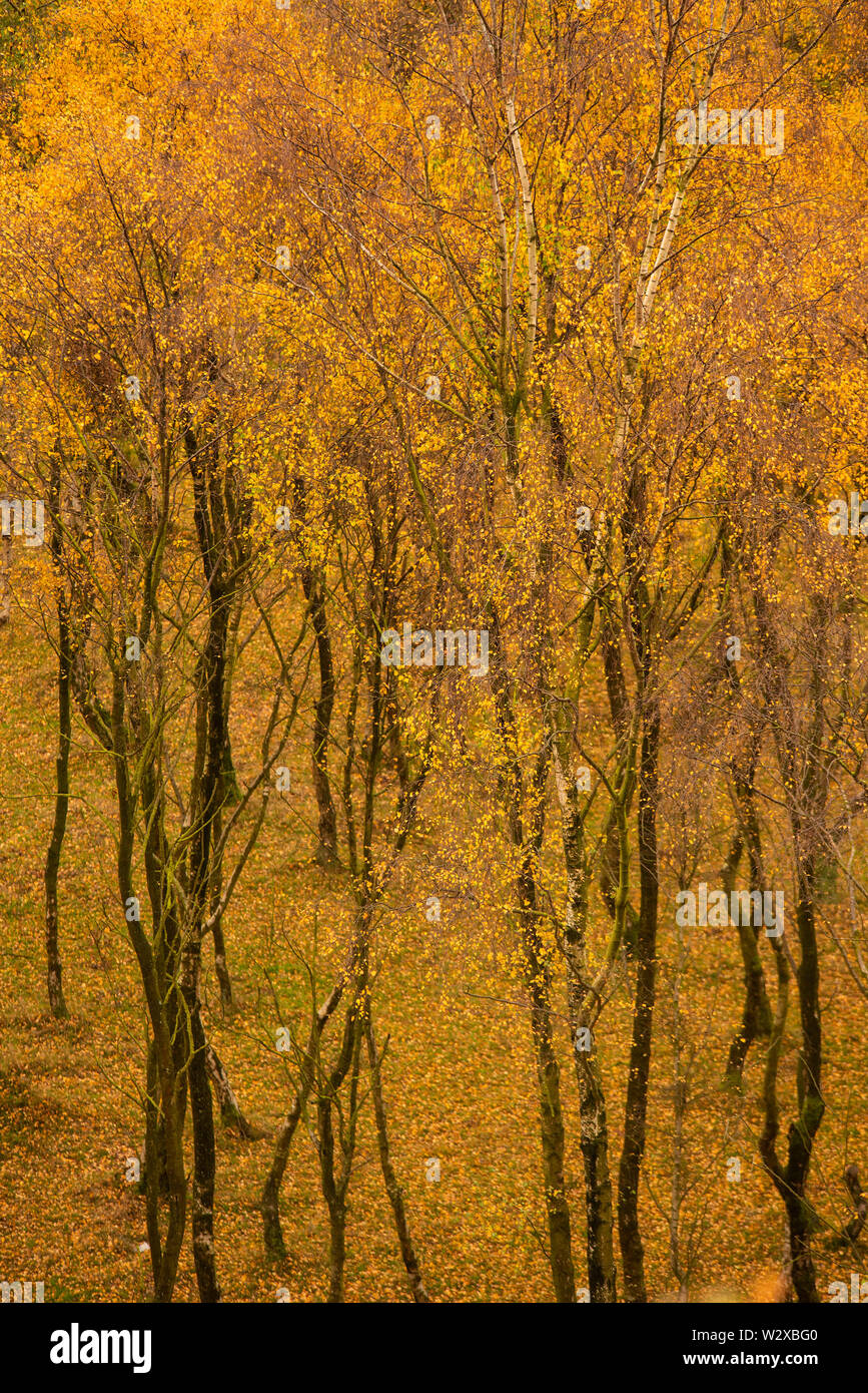 Stunning view of Silver Birch forest with golden leaves in Autumn Fall ...