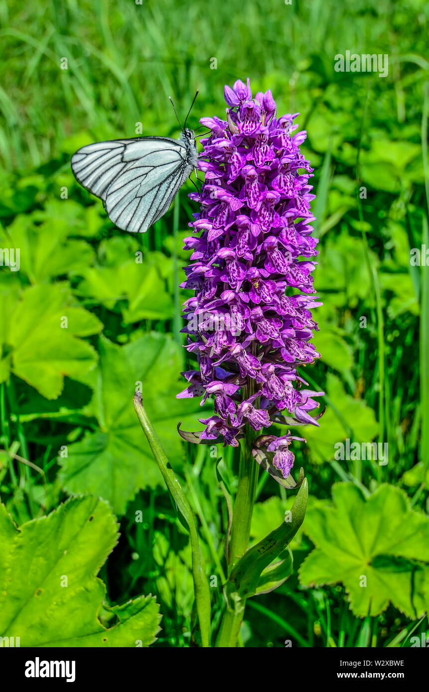 White butterfly Aporia crataegi on purple Dactylorhiza majalis flower, also known as western marsh orchid, broad-leaved marsh orchid, fan orchid, comm Stock Photo