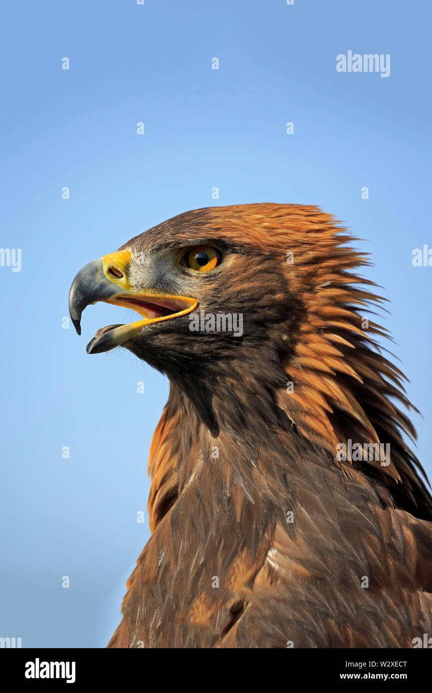 Golden Eagle Aquila Chrysaetos Adult Calling Animal