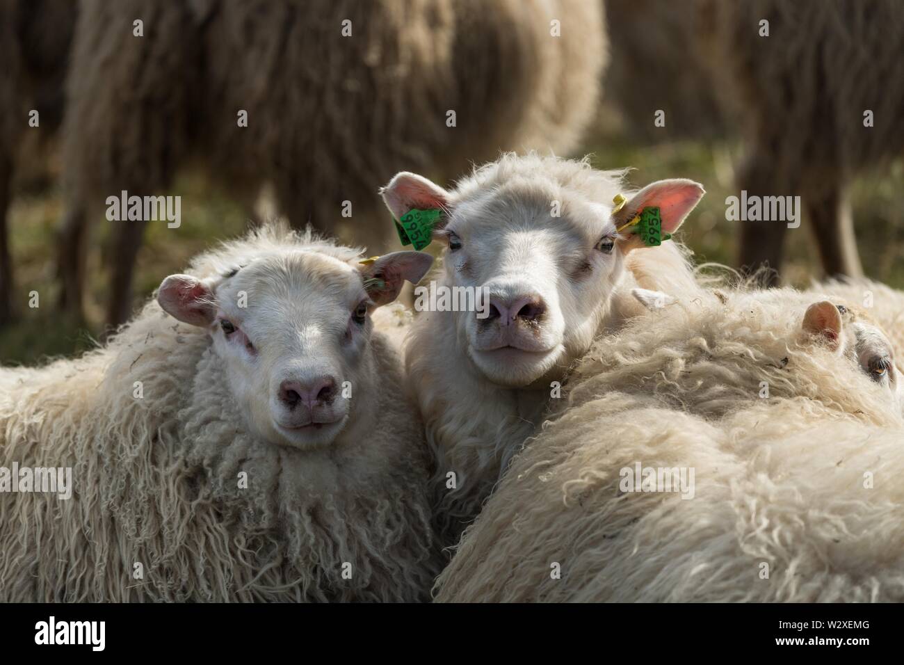 Two sheep (Ovis aries), animal portrait, sheep drive or Rettir, near  Laugarbakki, North Iceland, Iceland Stock Photo - Alamy