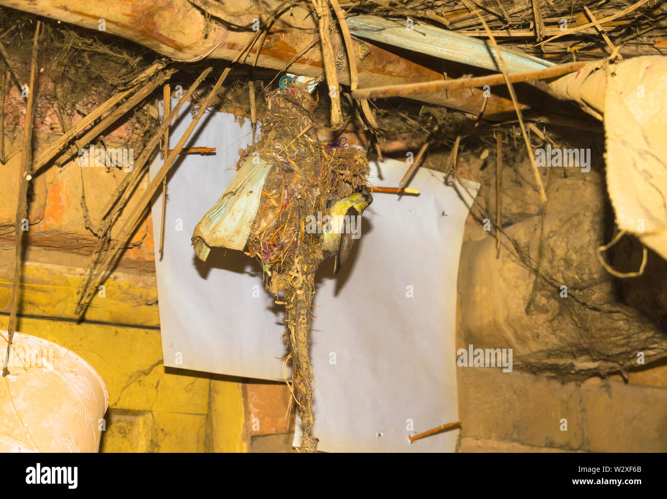 humming bird feeding her babies in the nest, humming bird nest in a