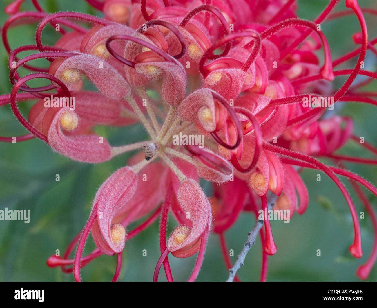 Macro of Australian native plant flower, Red Grevillea in the garden ...