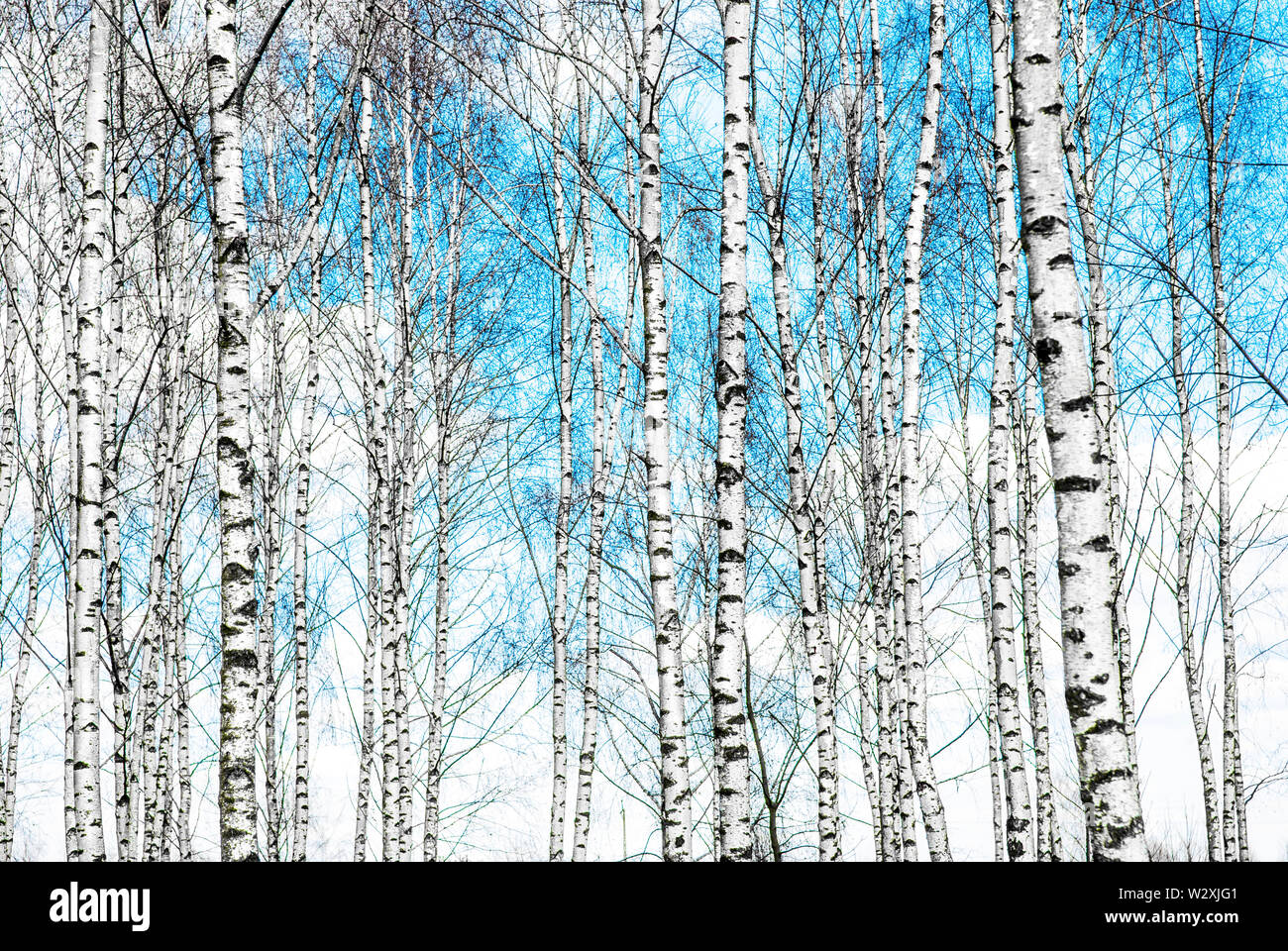 Blue sky with white clouds over summer black and white birch tree trunks. Stock Photo