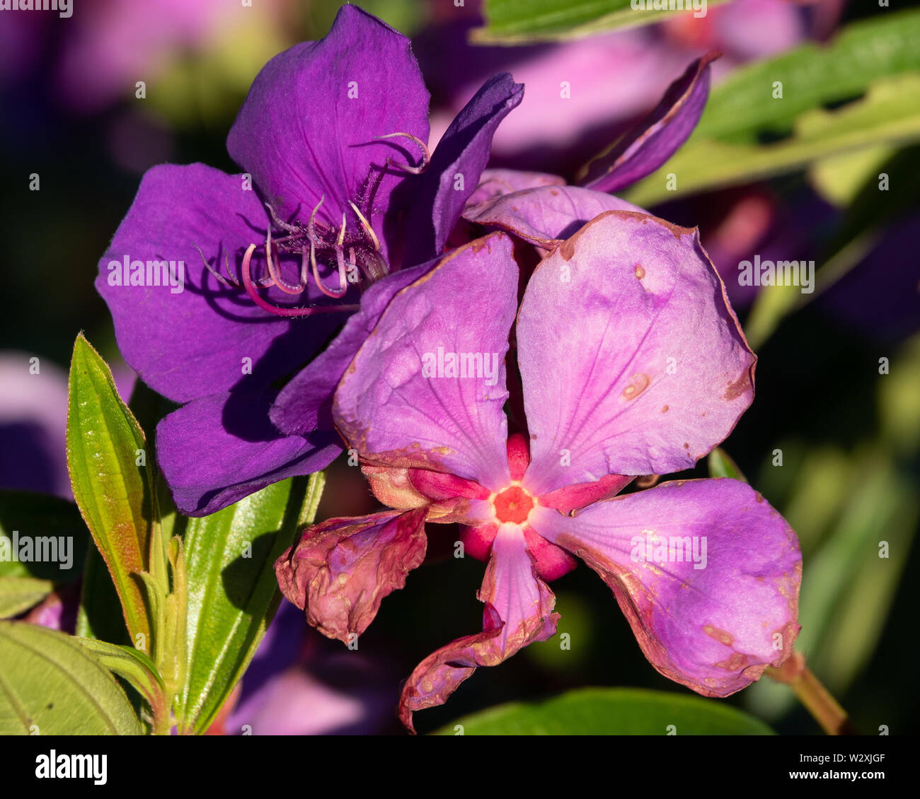 Tibouchina Flowers also know as Princess flowers or Glory Bush, One fresh and vibrant, one wilted, shrivelling and dying Stock Photo