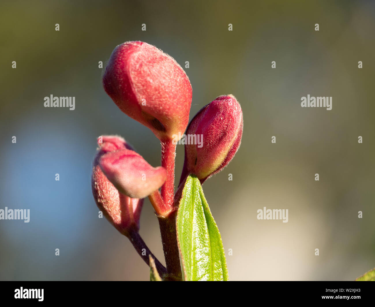 Purple red and slightly fuzzy Tibouchina Buds ready to bloom, blurred grey green background Stock Photo