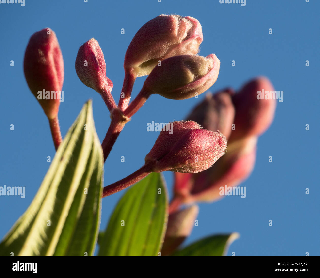 Purple red and slightly fuzzy Tibouchina Buds ready to bloom, blue sky background Stock Photo
