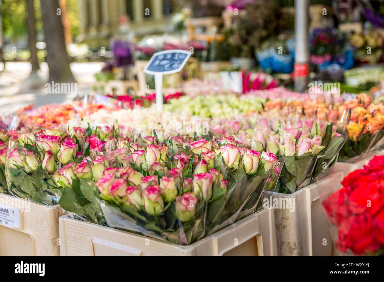 Planten blumen hires stock photography and images Alamy