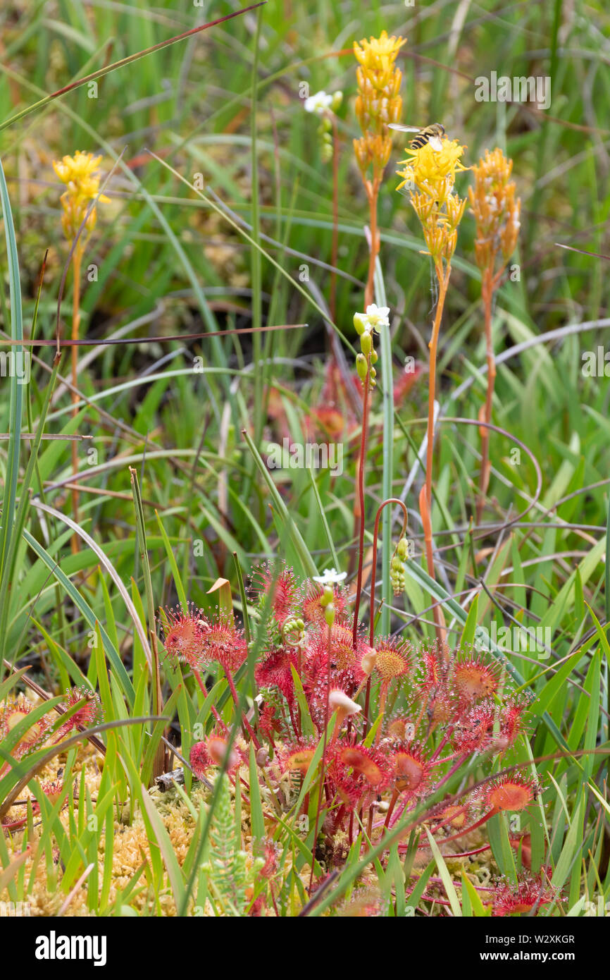 Colourful bog asphodels (Narthecium ossifragum) and carnivorous round-leaved sundew plants (Drosera rotundifolia) on damp heathland, UK, during summer Stock Photo