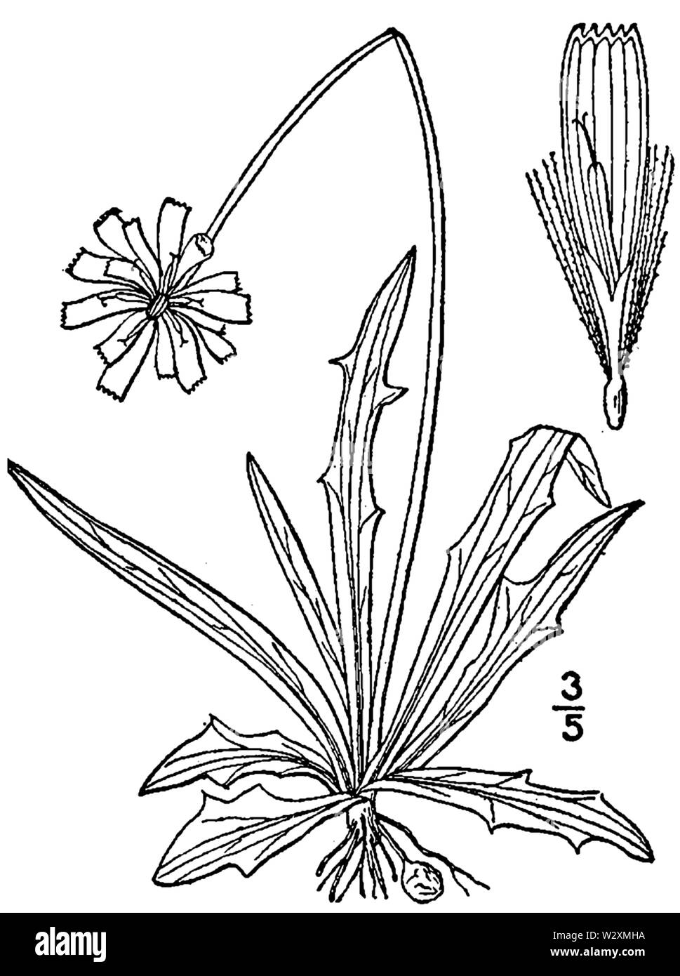 Botanical illustration of Krigia dandelion from 1913 Stock Photo - Alamy