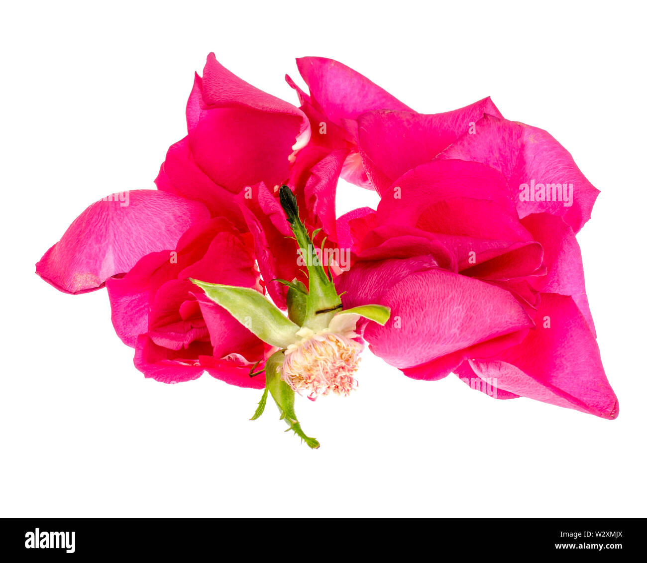 Pink rose petals on white background Stock Photo - Alamy