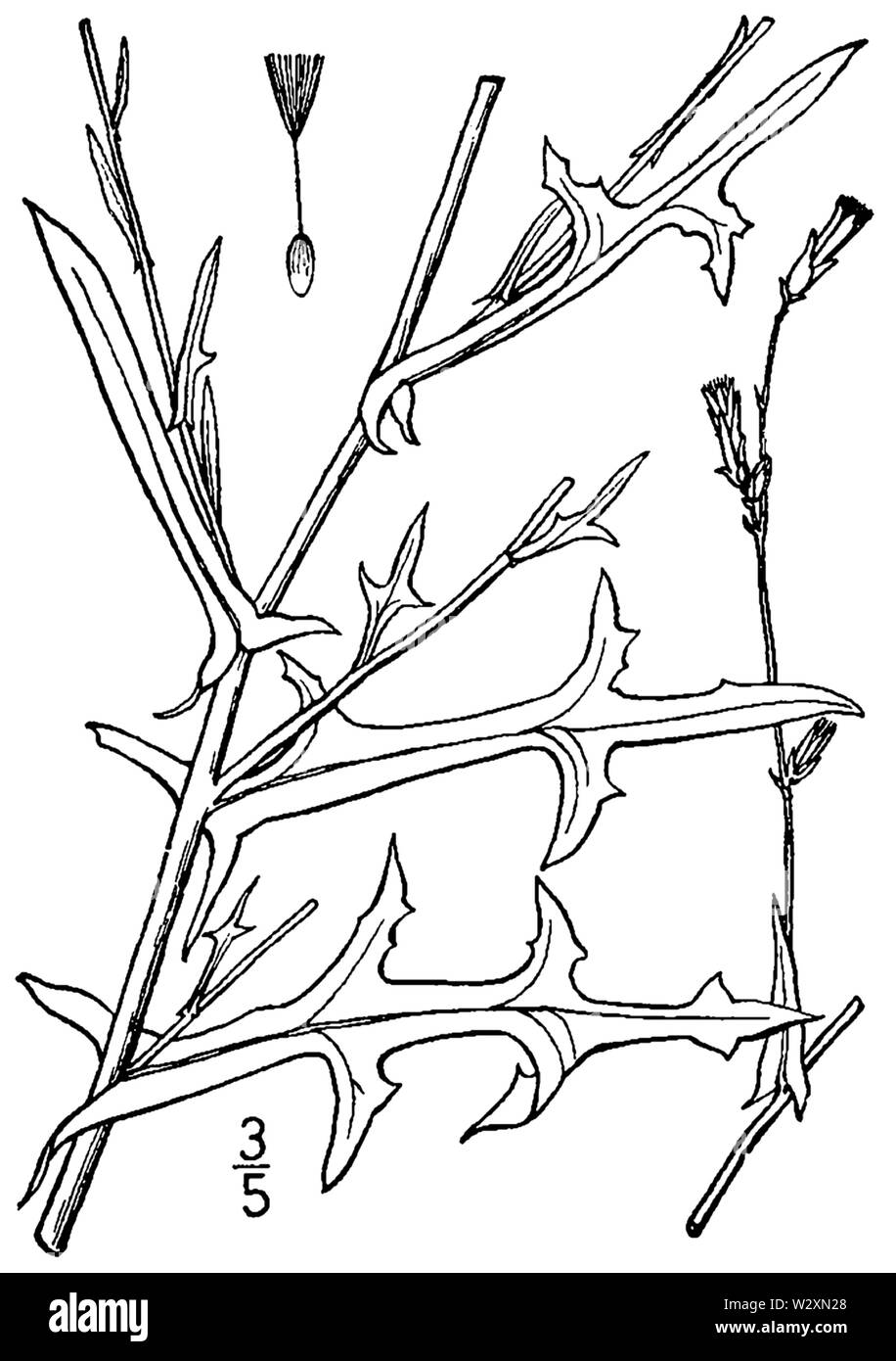 Lactuca saligna BB-1913 Stock Photo