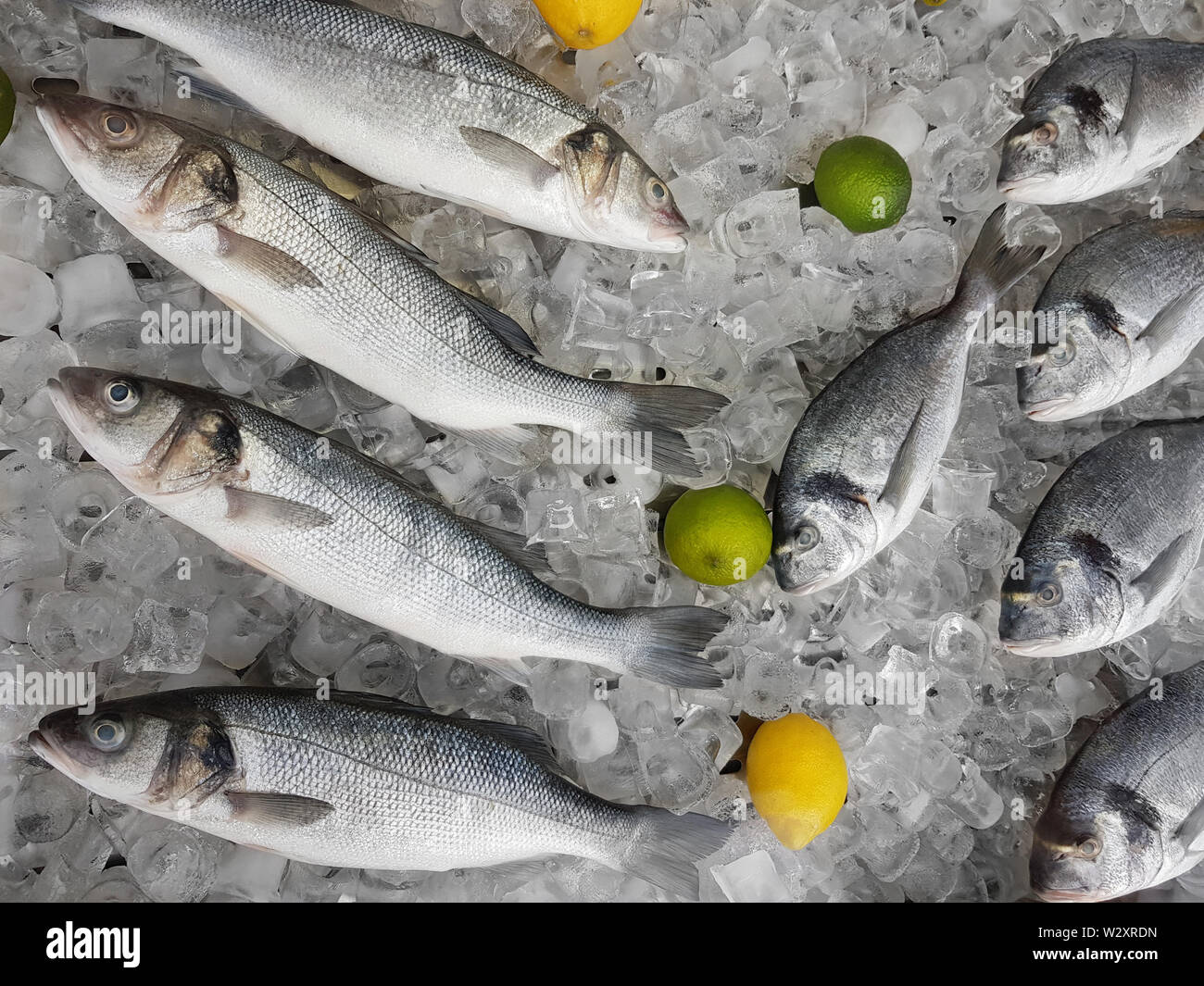 Gilt-Head Bream, Dorado fish and Sea Bass fish on ice cubes before cooking Stock Photo