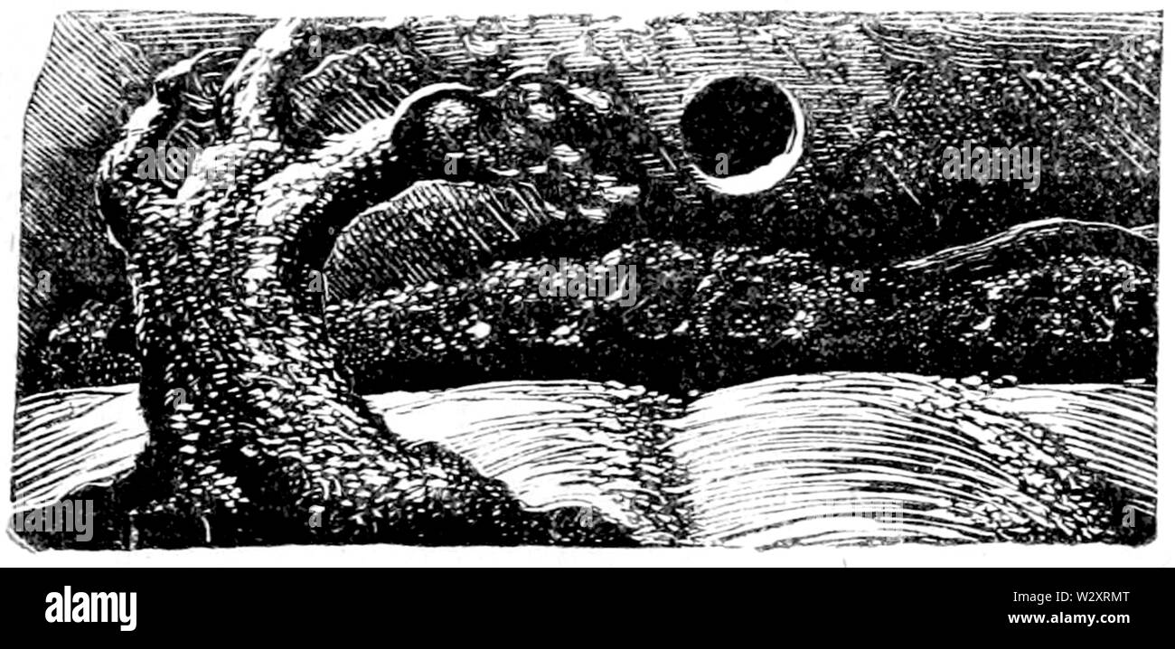 Life of William Blake (1880), volume 1, facing page 320 (c) Stock Photo